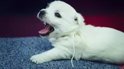Too Cute Grands bouviers, Goldendoodles et West Terriers