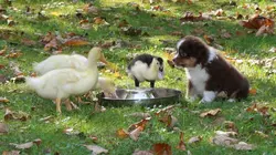 Too Cute Akitas, terriers irlandais et Corgis