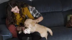 Too cute !  E01 Bouledogues et chiens croisés de refuge