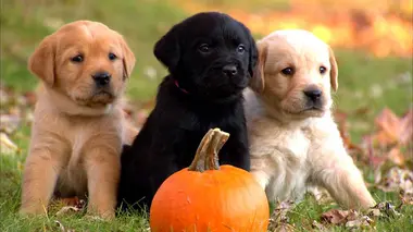 Bouledogues et chiens croisés de refuge