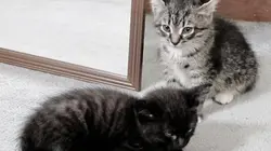 Too cute ! (Pinted sized) S05E05 Petits épagneuls de Münster et Mastiffs