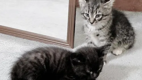 Too cute ! (Pinted sized) S05E05 Petits épagneuls de Münster et Mastiffs