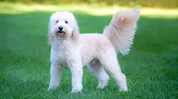 Too Cute Grands bouviers, Goldendoodles et West Terriers