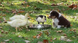 Too Cute Akitas, terriers irlandais et Corgis