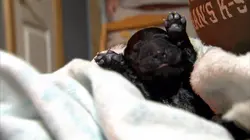 Too Cute  Bichons maltais croisés et ragdolls