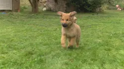 Too Cute Himalayens, Singapuras et Munchkins