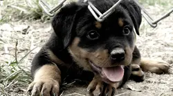 Too Cute Petits chiens belges, Snowshoes et braques de Weimar