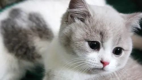 Trop mignons nos compagnons S05E11 Abyssins et Elf