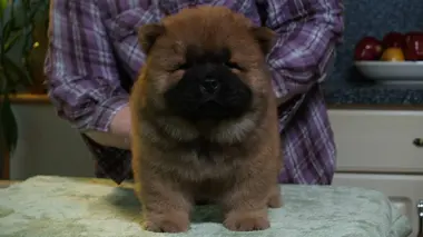 Colleys, chiens chinois à crête, pitbulls