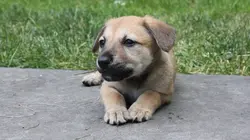Too Cute Chinooks, Labradoodles et Teckels