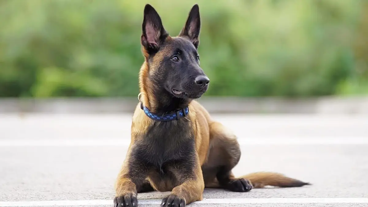 Too Cute Carlins, Rottweilers et Mini bergers australiens en streaming