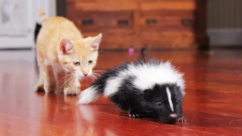 Too Cute Chats de maison, Savannahs et Sibériens en streaming