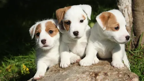 Too Cute Bullmastiffs, Jack Russells et chiens d'eau portugais