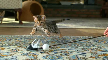 Cochons nains, lapins nains béliers et hérissons