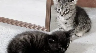 Toygers, british shorthairs et ragamuffins