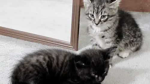 Too Cute Toygers, british shorthairs et ragamuffins en streaming