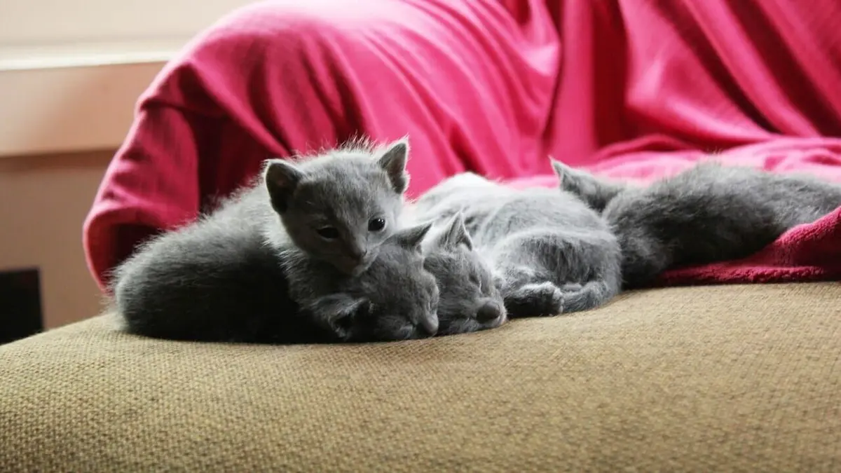 Too Cute Bleus russes, chats bicolores et ocicats