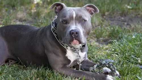 Too Cute Colleys, chiens chinois à crête, pitbulls