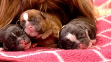 Malamutes de l'Alaska, Cavaliers King Charles Spaniels et dalmatiens
