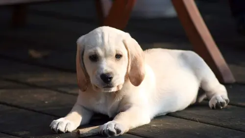 Too Cute Chinooks, Labradoodles et Teckels