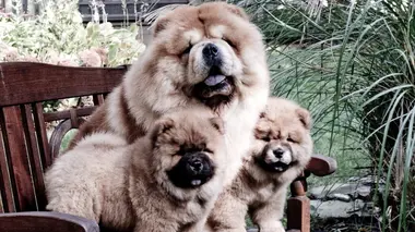 Boxers, cairn terriers et Shar-Pei