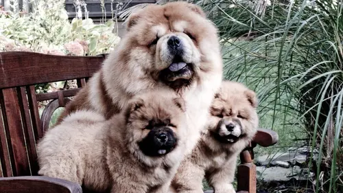 Too Cute Boxers, cairn terriers et Shar-Pei