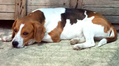 Beagles, bichons frisés et dobermanns