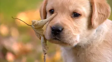 Labradors croisés, Loulous de Poméranie et Podencos d'Ibiza