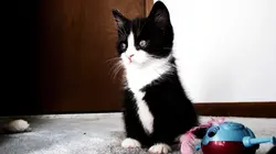 Too Cute Grands bouviers, Goldendoodles et West Terriers