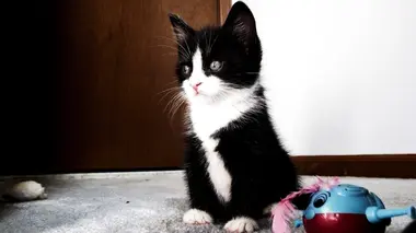 Rhodesian rigebacks et chats de refuge