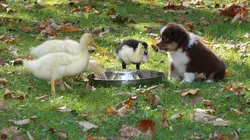 Too Cute Akitas, terriers irlandais et Corgis