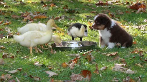 Too Cute Akitas, terriers irlandais et Corgis