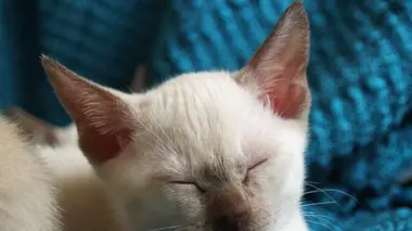 Bengals, Norvégiens et chats abandonnés