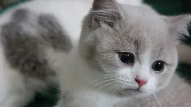 Bergers allemands et bichons havanais