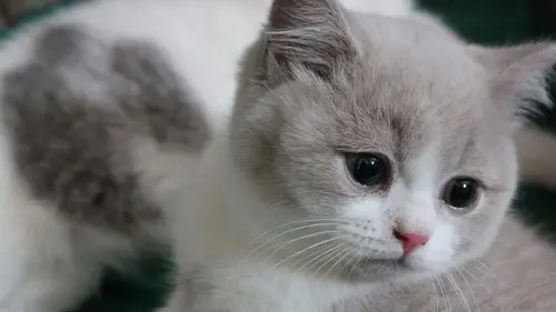 Audiences TV : Too Cute