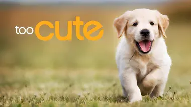 Golden retrievers et dogues allemands