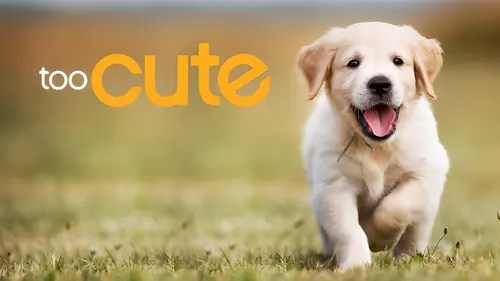 Too Cute Amis pour la vie