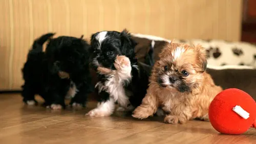 Too Cute Airedales, papillons et St-Bernard