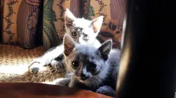 Too Cute Chats bicolores, Calicos et Savannahs