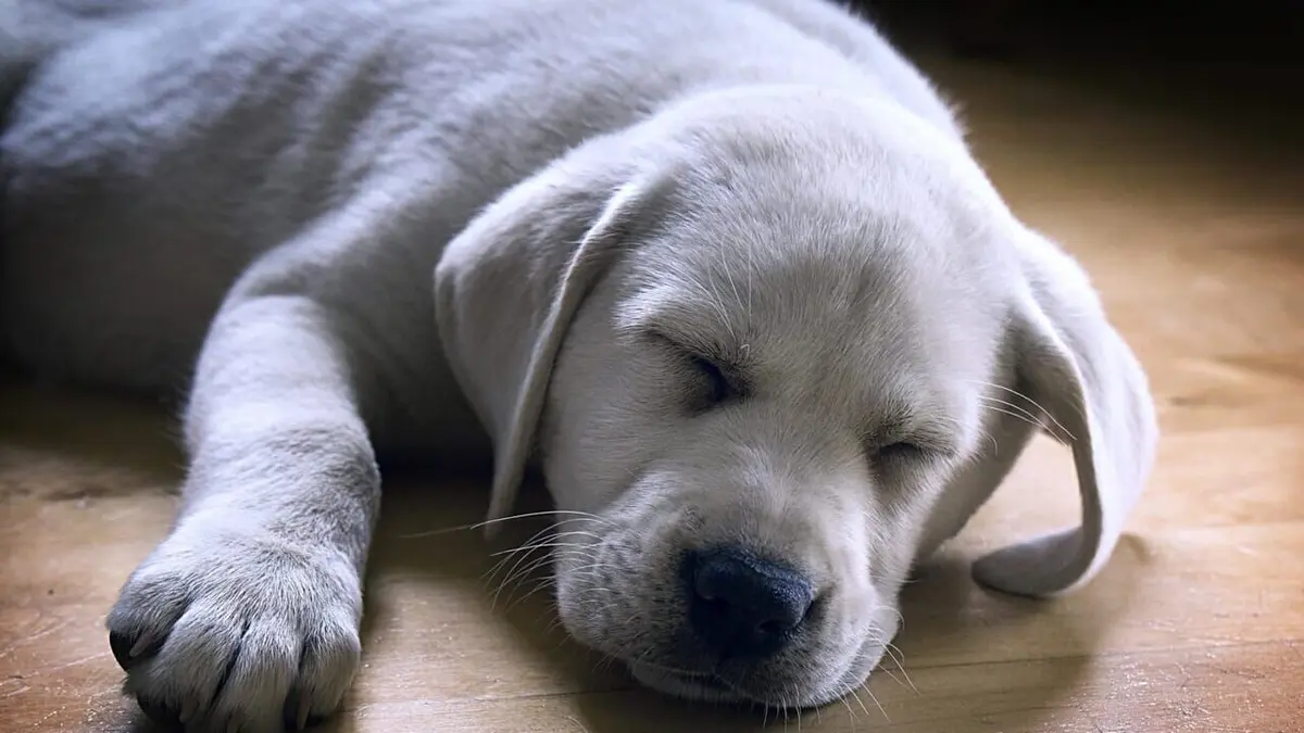 Too Cute Border Collie, chiens des Pyrénées et terriers écossais