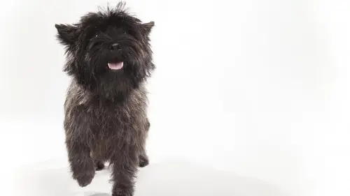 Too Cute Cairn terriers et Samoyèdes