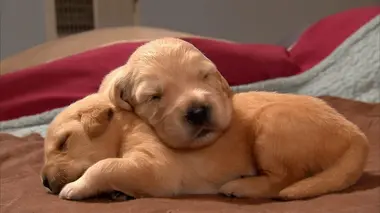 Petits épagneuls de Munster et mastiffs