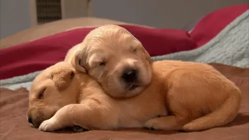 Too Cute Petits épagneuls de Munster et mastiffs