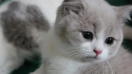 Too Cute Sibériens et Angoras turcs