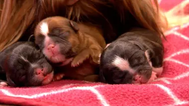 Huskies de Sibérie et setters irlandais rouges et blancs