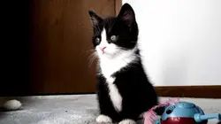 Too Cute  Bergers des Shetland et Manx