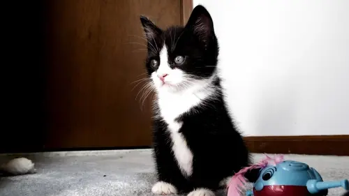 Too Cute Bergers des Shetland et Manx