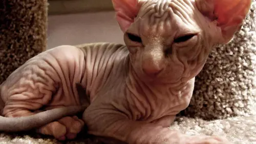 Too Cute Abyssins et Elf
