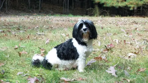 Too Cute Lévriers portugais et cockpoos