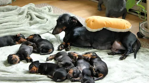 Too Cute Teckels et chiens chinois à crête